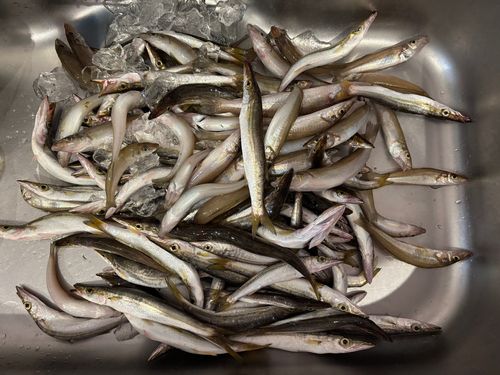 アカカマスの釣果