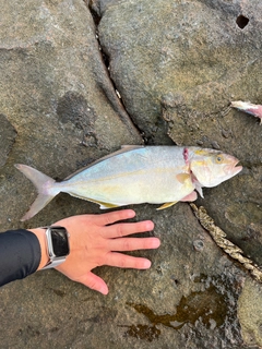 シオの釣果