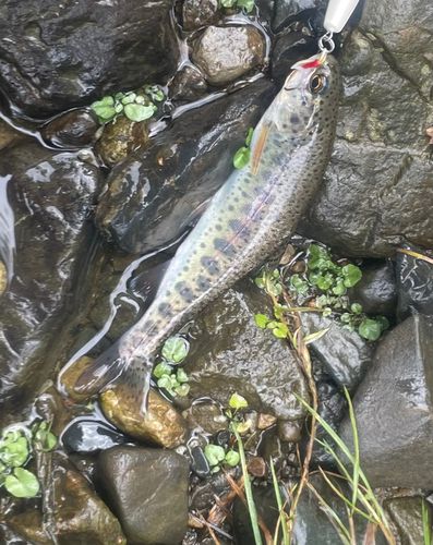 ニジマスの釣果