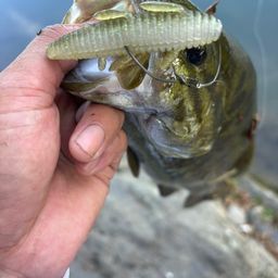 スモールマウスバス