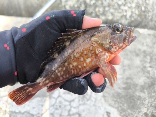 カサゴの釣果