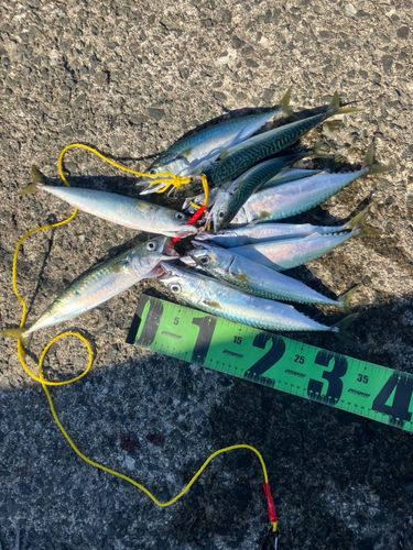サバの釣果