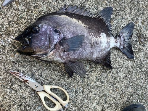 イシダイの釣果