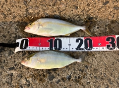 ショゴの釣果