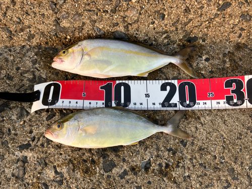 ショゴの釣果