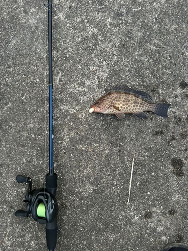 オオモンハタの釣果