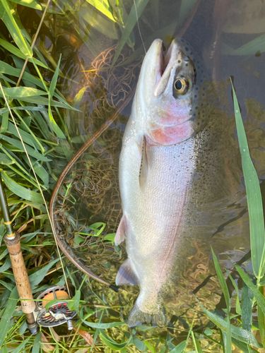 ニジマスの釣果