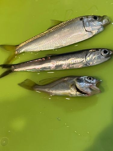サッパの釣果