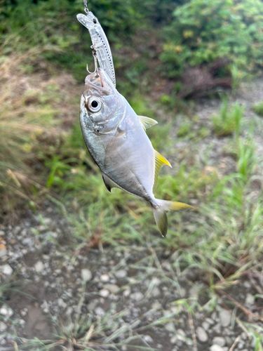 メッキの釣果