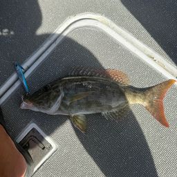 キツネフエフキ