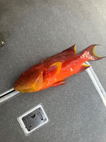 バラハタの釣果