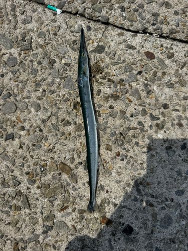 ダツの釣果