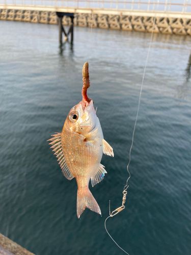 マダイの釣果