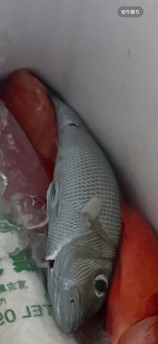 アオチビキの釣果