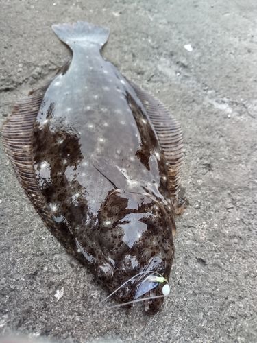 ソゲの釣果