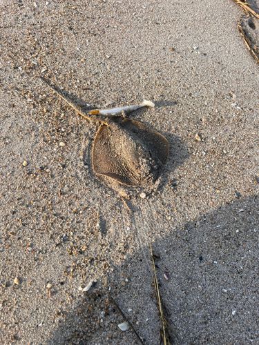 エイの釣果