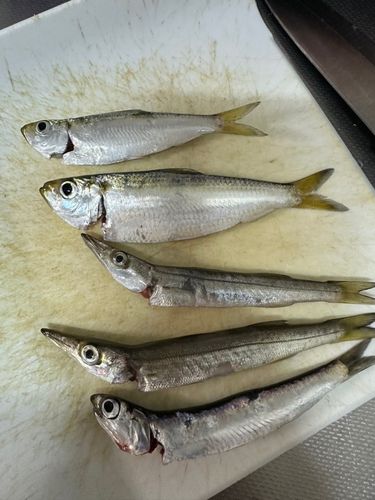 カマスの釣果