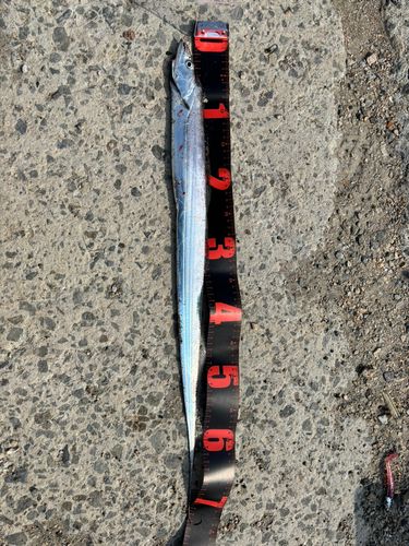 タチウオの釣果