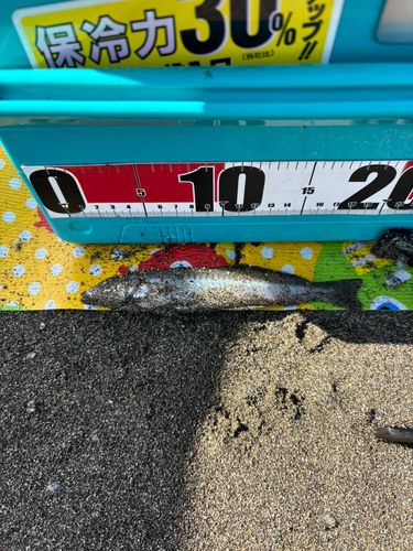 シロギスの釣果