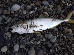 ツバスの釣果