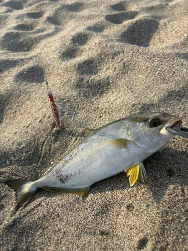 ショゴの釣果
