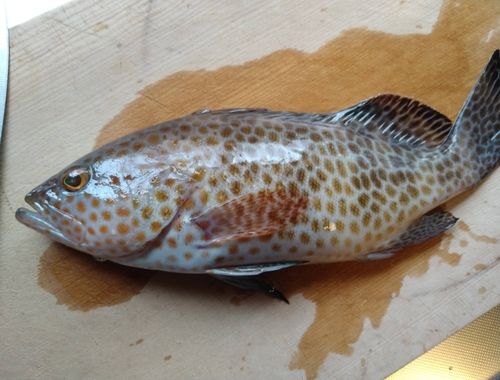 オオモンハタの釣果