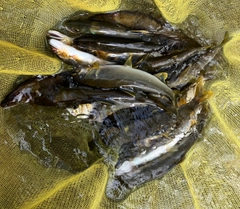 アユの釣果
