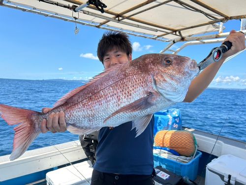 マダイの釣果