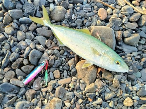 ワカシの釣果