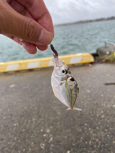 ヒイラギの釣果