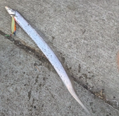 タチウオの釣果
