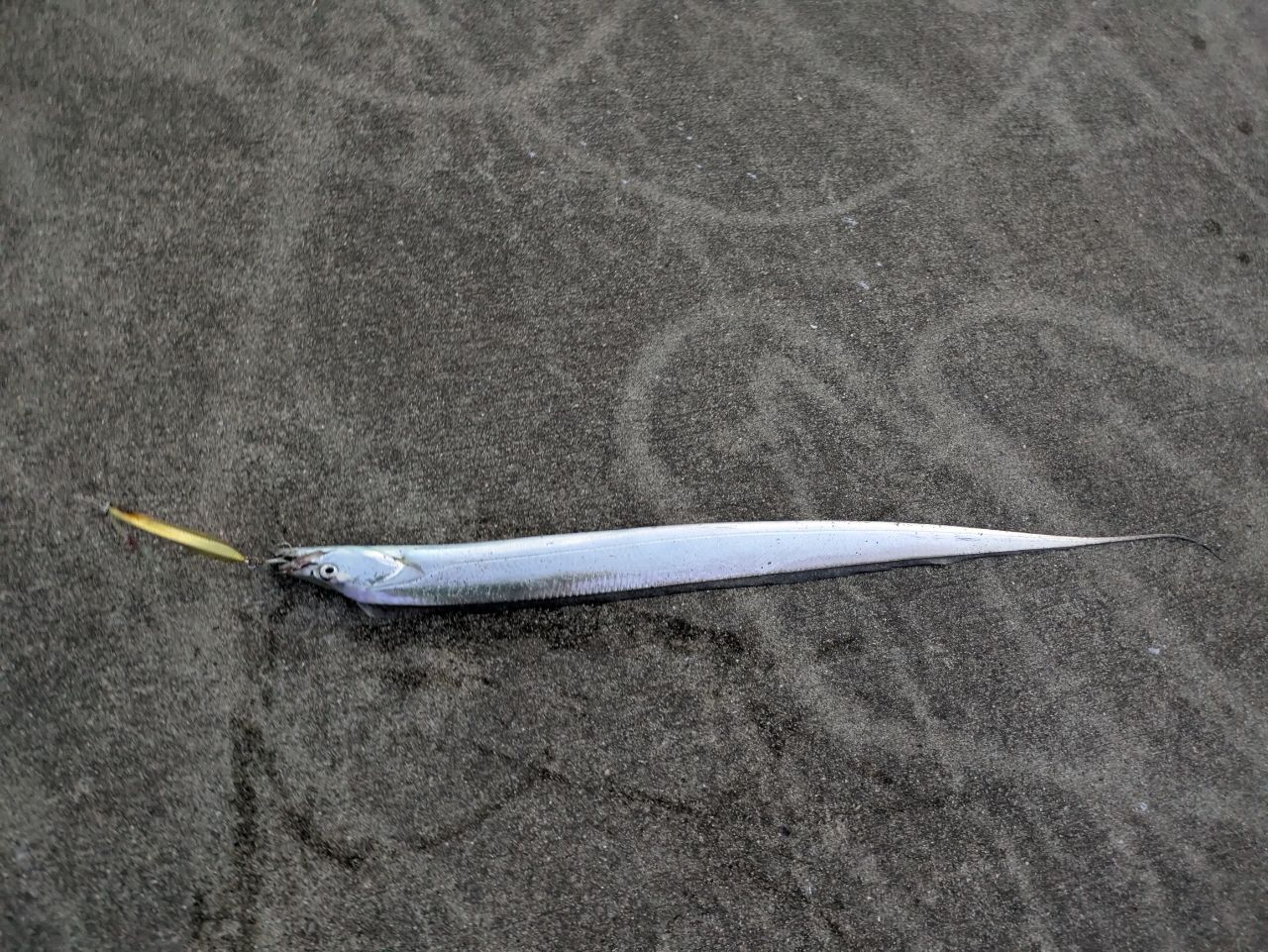 タチウオ