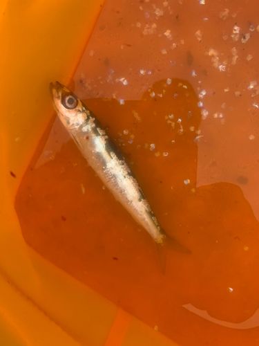 ウルメイワシの釣果