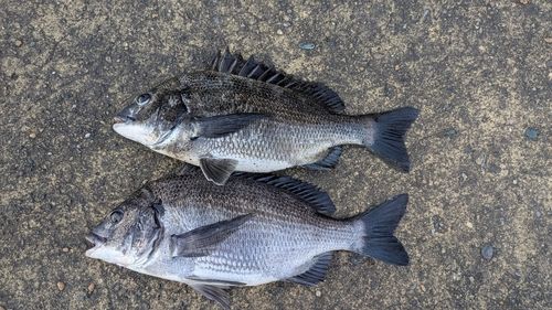 クロダイの釣果