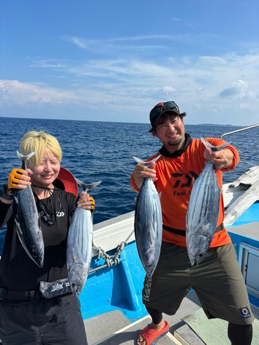 カツオの釣果