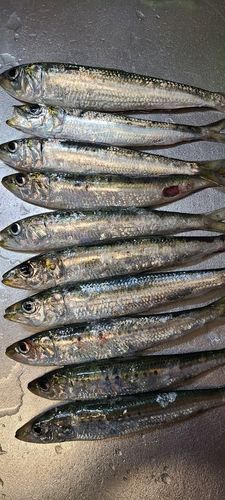 イワシの釣果