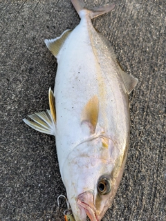 ショゴの釣果