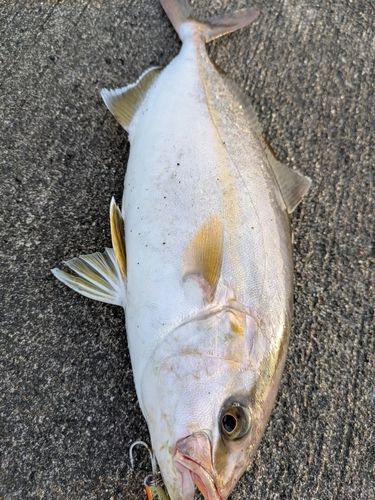 ショゴの釣果