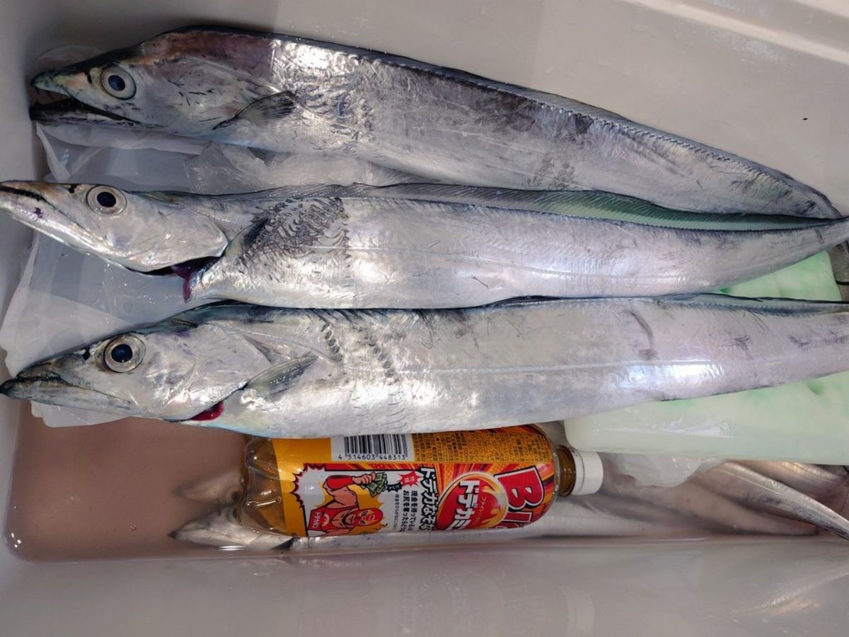 はくさい🎣🐟さんの釣果 2枚目の画像