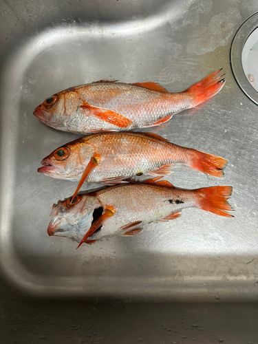 アカムツの釣果