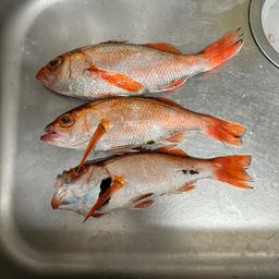 アカムツ