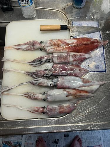 マイカの釣果