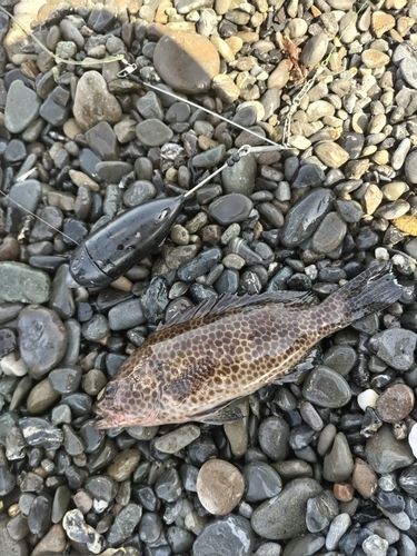オオモンハタの釣果