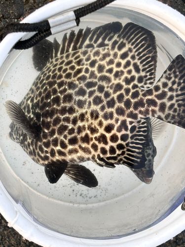 イシガキダイの釣果