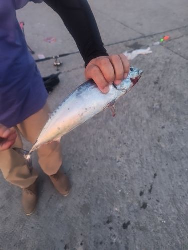 マルソウダの釣果