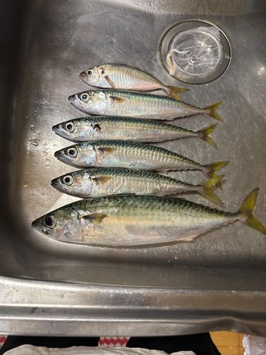 マサバの釣果