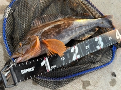 アイナメの釣果