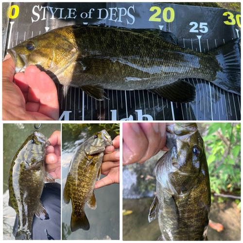 スモールマウスバスの釣果