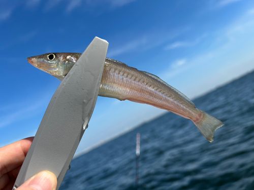 シロギスの釣果