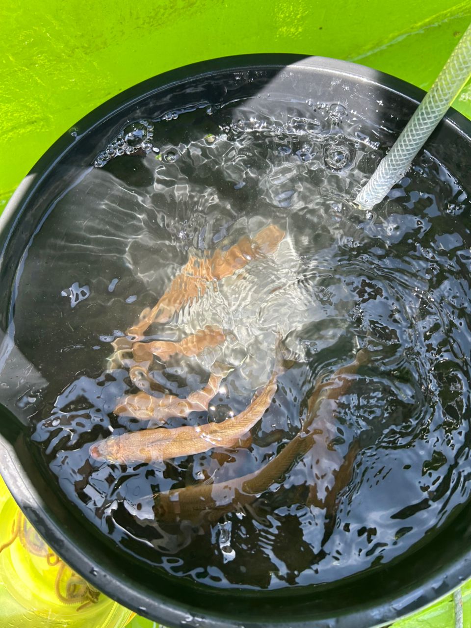 オオガケさんの釣果 2枚目の画像